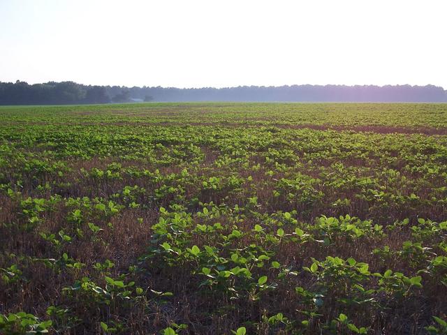 Looking West from the confluence.