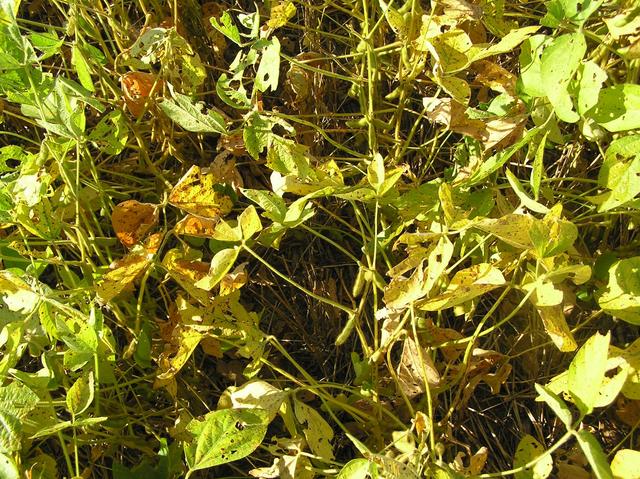 Ground cover at confluence site.