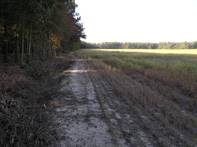 Edge of the field, 300 meters south of the confluence.