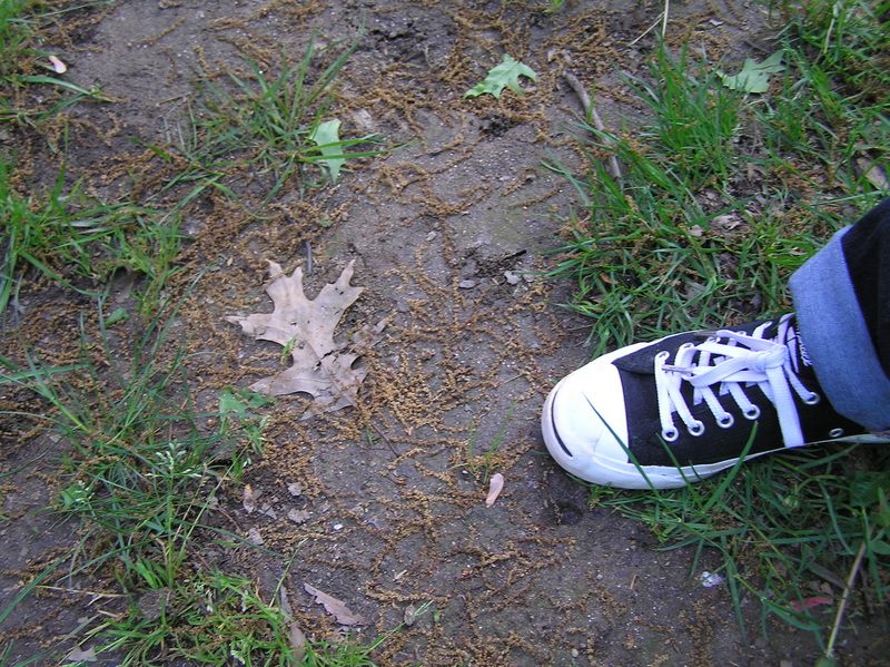 Groundcover at the confluence point with shoe for reference. 