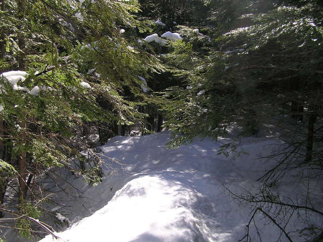 View to the west from the confluence of 44 North 70 West in the forests of Maine.