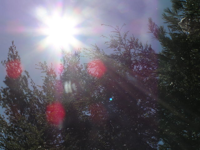 View overhead at the confluence...sun, trees, and sky.