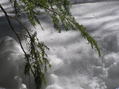 #5: Ground cover at the confluence.