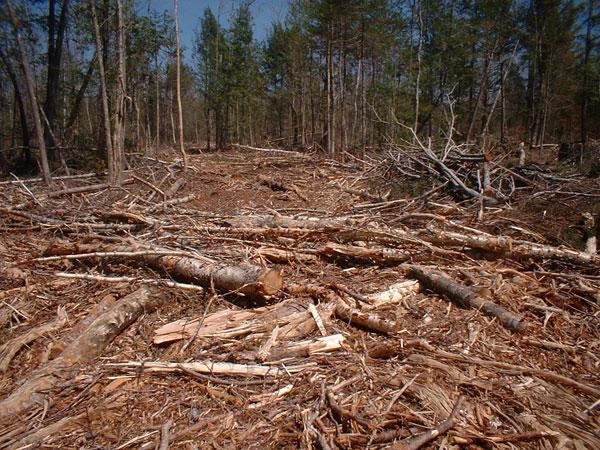 Results of a Maine Tornado? Maybe.