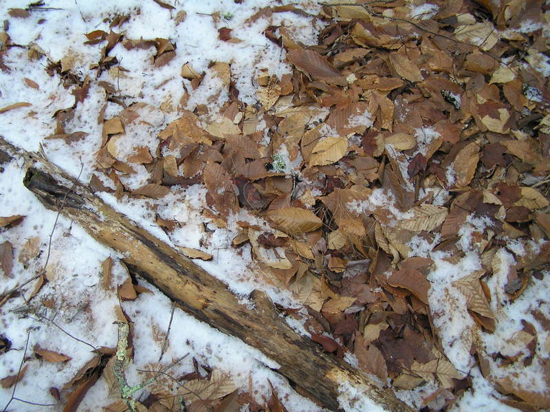 Ground cover at the confluence site.