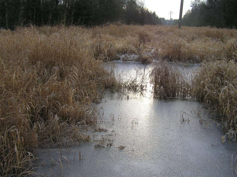 Wet Walk:  Along the marshy powerline right-of-way 600 meters west of the confluence.