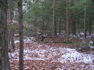 #1: View to the south from 45 North 69 West, in the Maine forest.