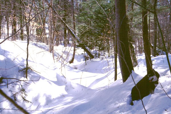 Looking north along a snowy stream bed