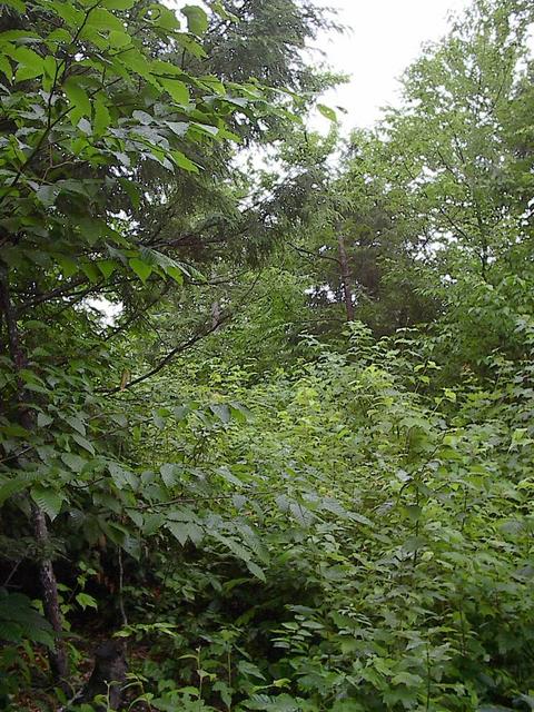 Looking south from the confluence.