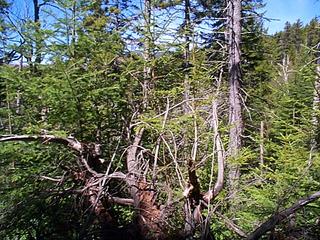 #1: Northwest toward Center Mountain from the Confluence