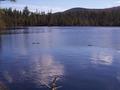 #6: Two of Three Curious Beavers in Center Pond