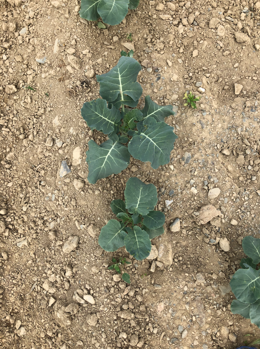 Groundcover: Dusty young potato crop hoping for rain.