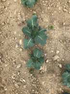 #7: Groundcover: Dusty young potato crop hoping for rain.