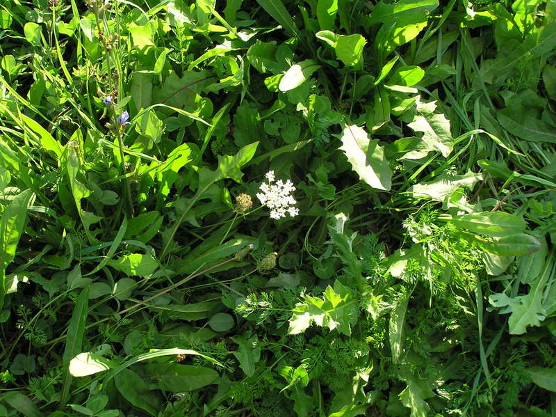 Ground cover at the confluence.