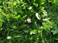 #5: Ground cover at the confluence.