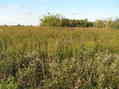 #6: View to the north from the confluence.