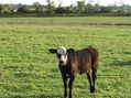 #8: Looking south from the confluence including the most curious calf in the herd.