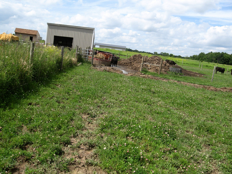 Local pasture residents having lunch while I visited the confluence location.