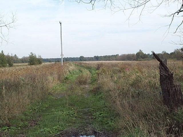 Confluence near the tree at center of picture