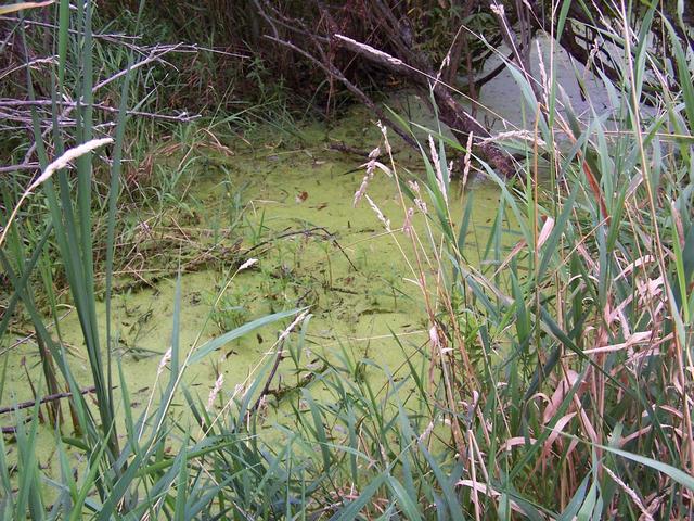 This slimy green "creek" had to be crossed to reach our goal.