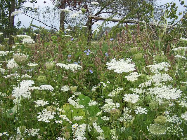 Wild flowers seen along the way.