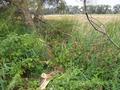 #7: The confluence is about 17 m north through these trees.