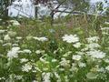 #9: Wild flowers seen along the way.