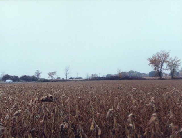 Lots more open farm land looking west, with westbound M-21 at the left edge.