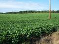 #8: A healthy crop just South of the highway.