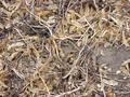 #4: Ground cover at the confluence site.