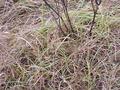 #4: Ground cover at the confluence site in a grassy field.