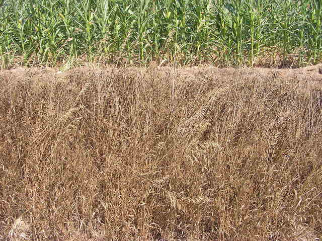 The confluence point lies 83 feet within this cornfield