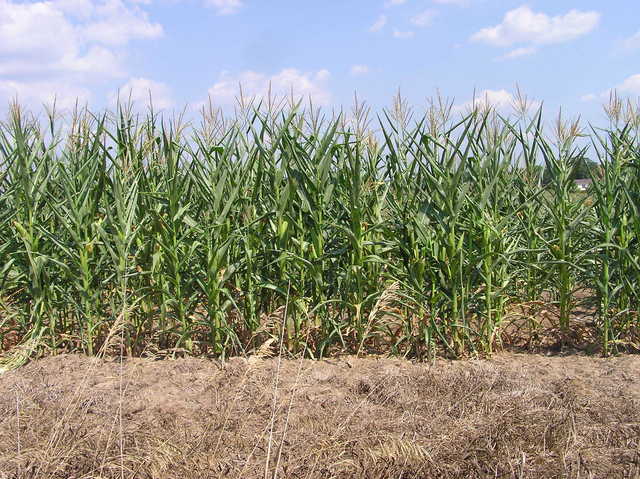 View East (into the cornfield where the confluence point lies)