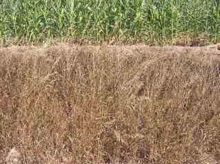 #1: The confluence point lies 83 feet within this cornfield