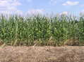 #3: View East (into the cornfield where the confluence point lies)