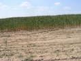 #5: View West (towards another cornfield)