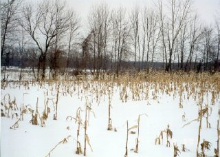 #1: View North - Bass River is beyond the corn stalks