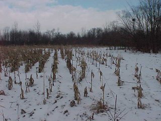 #1: The confluence, looking west through the cornfield