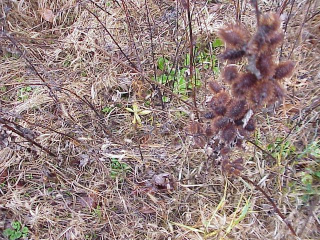 Ground cover at the confluence site.