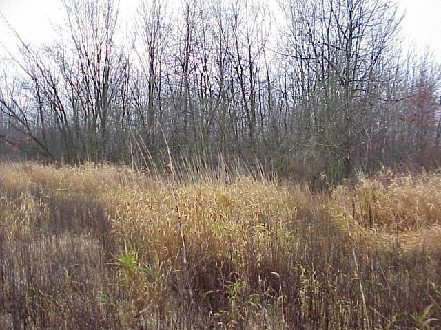 View to the east from the confluence.