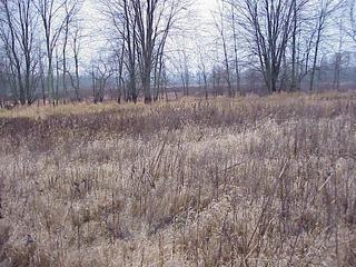 #1: Confluence site, looking northwest toward the Grand River.