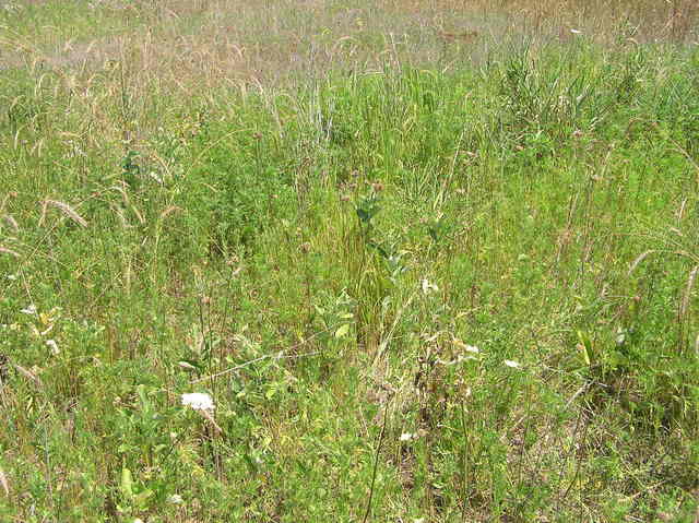 The confluence point lies in a field of wild grass