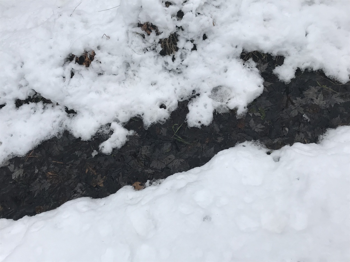 Ground cover near the confluence. 