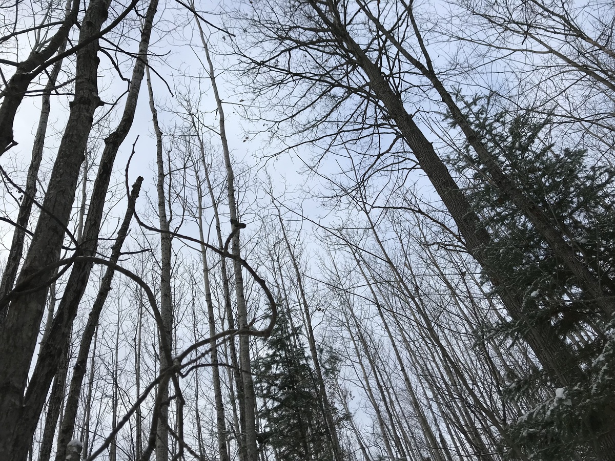 Sky view from the confluence point. 