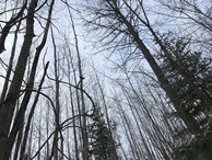 #9: Sky view from the confluence point. 