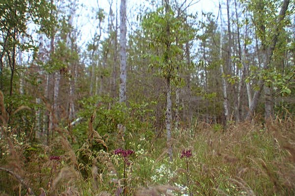 Our first snapshot of the swamp