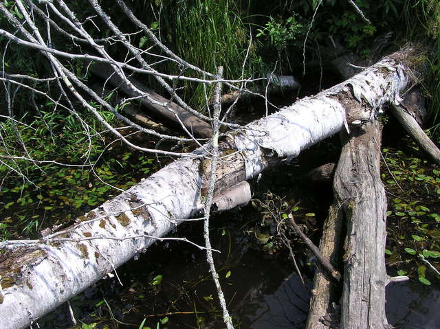 Crossing "Fox Creek"