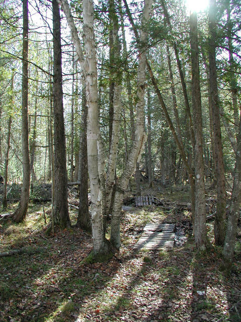 The trail back to Carl's property, on state land at the confluence point.