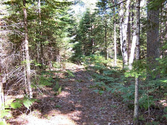 The path leading to the confluence.