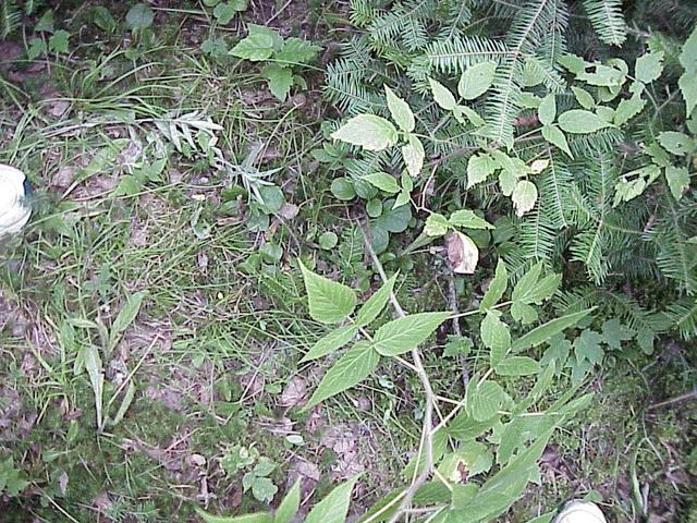 Ground cover at the confluence site.